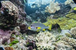 Photograph of a predator fish observing the environment in a coral reef photo