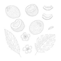 Set of coconut and palm leaves and flowers. Outline style vector