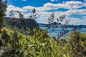 View over cliffy shore of Te Whanganui-A-Hei Marine Reserve on Northern island in New Zealand in summer photo