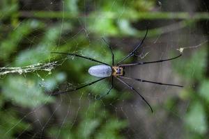 Macro shot of a large silk spider in its web photo