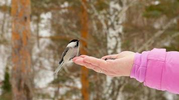 Titmouse bird in women's hand eat seeds, winter, slow motion video