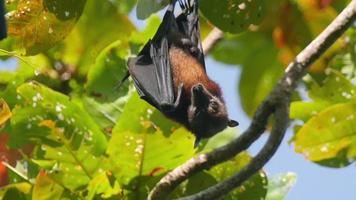 flygande rävar under dag tid. dessa frukt fladdermöss är hängande upside ner i de djungel. video