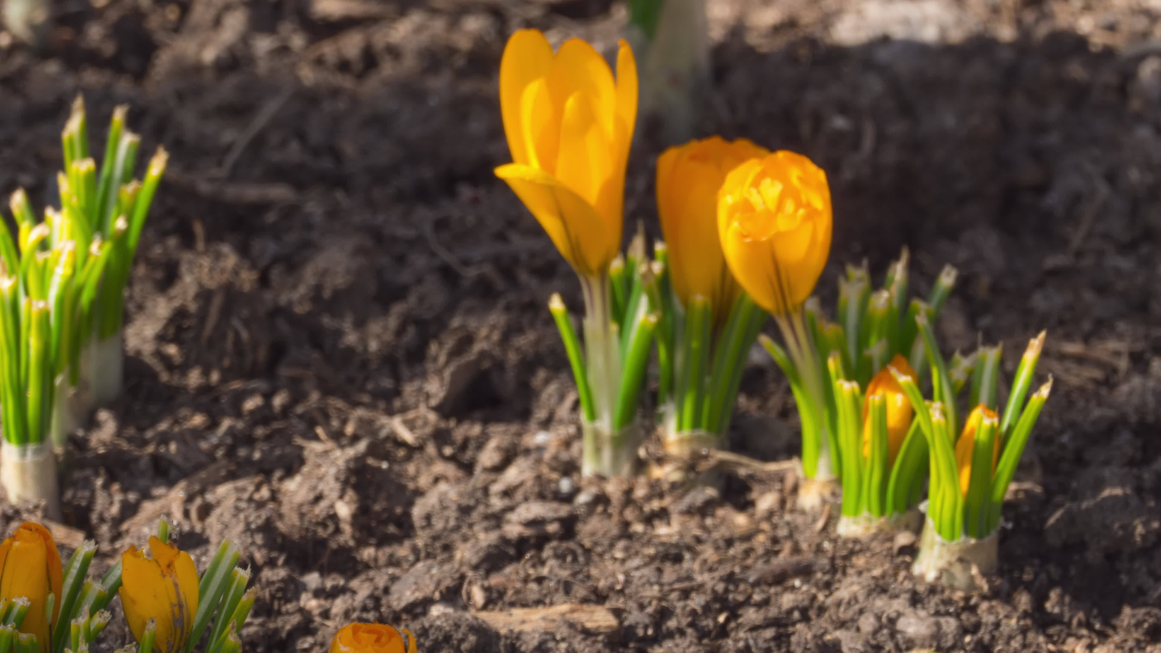 Crocus flowers open buds in spring, timelapse. Flowering primroses in