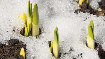 tiro de lapso de tiempo de la nieve que se derrite que revela el brote del narciso video