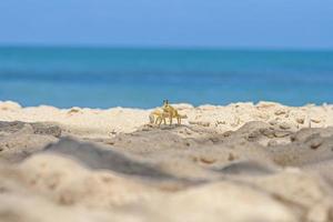 Close up of yellow beach crab in Brazil during the day photo