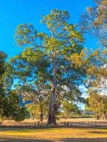 High dynamic range picture of a old Eucalyptus tree in Perth during daytime in summer 2015 photo