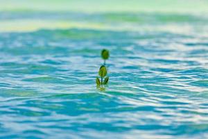 Growning mangrove roots in water photo