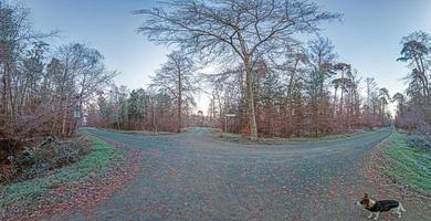 Panoramic image of dog on a forest path during the day photo