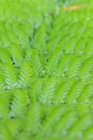 Closeup picture of tropical fern leaf photo