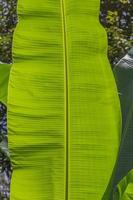 Macro image of banana leaf with textured grain photo