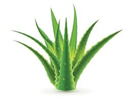 aloe vera con gotas de agua aisladas sobre fondo blanco. vector