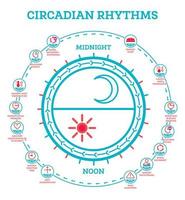 ritmo circadiano. esquema del ciclo sueño-vigilia. elementos infográficos. la exposición a la luz solar regula la producción de hormonas. vector