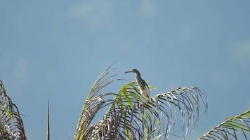 oiseau héron sur une branche de palmier, gros plan. Heron sur un palmier contre un ciel bleu clair video