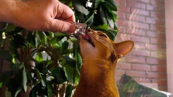 Abyssinian cat eat delicacy cream soup from tube video