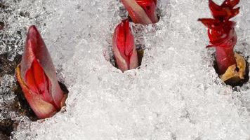 Time Lapse shot of melting snow unveiling peony sprout video