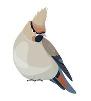 Bird species, songbirds avian animals with plumage vector