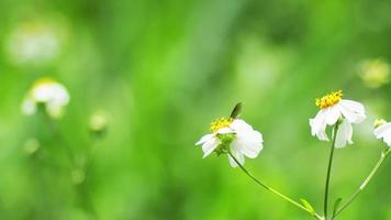 video for nature background with flowers