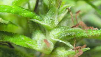 close-up de uma flor de planta de cannabis. com água branca contendo thc e cbd video