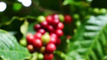 planta de café con granos maduros. granos de café madurando en la rama. fondo de bayas de café rojo y verde fresco. cafe arabica y robusta video