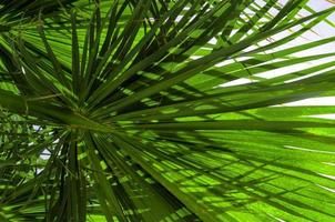 vista inferior de ramas de palmera fresca foto