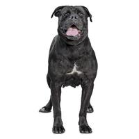 one cane corso dog isolated on white background photo