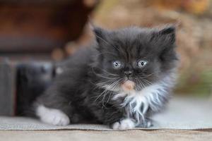 black and white scottish fold kitten on a rustic background photo