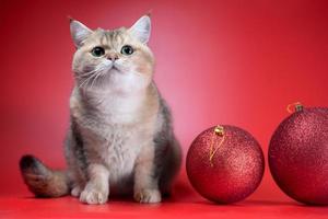 British shorthair cat looks up next to two large Christmas balls on a red background photo