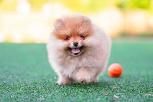 cachorro pomeraniano feliz corre a través de un césped artificial en un día soleado junto a una bola de perro naranja foto