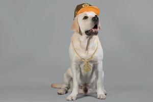 Hip-hop labrador in a gold DJ suit sits on a gray studio background photo