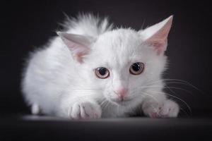 white scared kitten on a black background photo