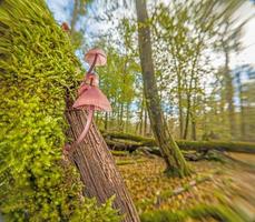 Close up of tree mushroom in autumn German forest photo