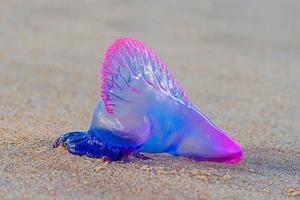 Picture of a colorful stranded bluebottle jellyfish photo