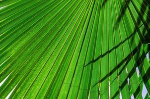 fresh palm tree branches bottom view photo