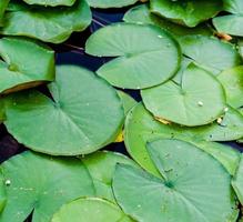 large green leaves of a plant water lily on water photo