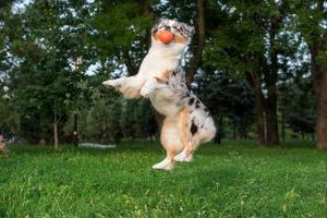 perro pastor australiano juega con una pelota naranja en el aire foto