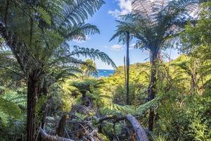 imagen de la selva tropical endémica en la isla norte de nueva zelanda en verano foto