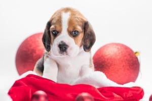 cachorro beagle con sombrero de santa está sentado junto a dos bolas de navidad en un fondo blanco foto