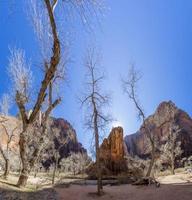 impresión del sendero del río virgen en el parque nacional zion en invierno foto