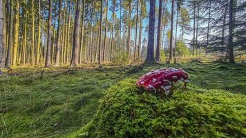 imagen de un hongo venenoso en un denso bosque a la luz de la mañana foto