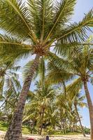 Vertical shot of palm trees on a beach against blue sky photo
