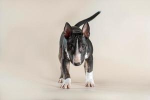 el perro de raza mini bull terrier mira directamente a un fondo beige claro foto