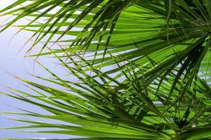 fresh palm tree branches bottom view photo