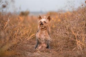 yorkshire terrier pide un regalo en un paseo levantando las patas foto