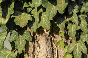 hojas de hiedra verde en un árbol de cerca foto