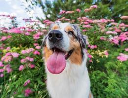 purebred australian shepherd dog for a walk in the park photo