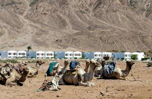 many camels rest on the sand near in Egypt photo