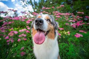 portrait of an Australian shepherd in pink flowers on a wide-angle lens photo