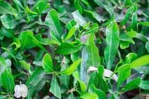 fresh live green plant leaves close up photo