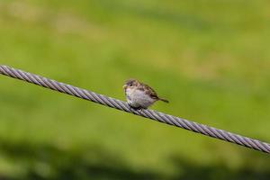 Picture of a small sparrow sitting on a wire cable and observing the area photo