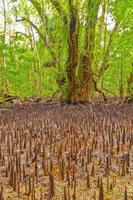 Mangrove roots on Carp Island in Palau photo